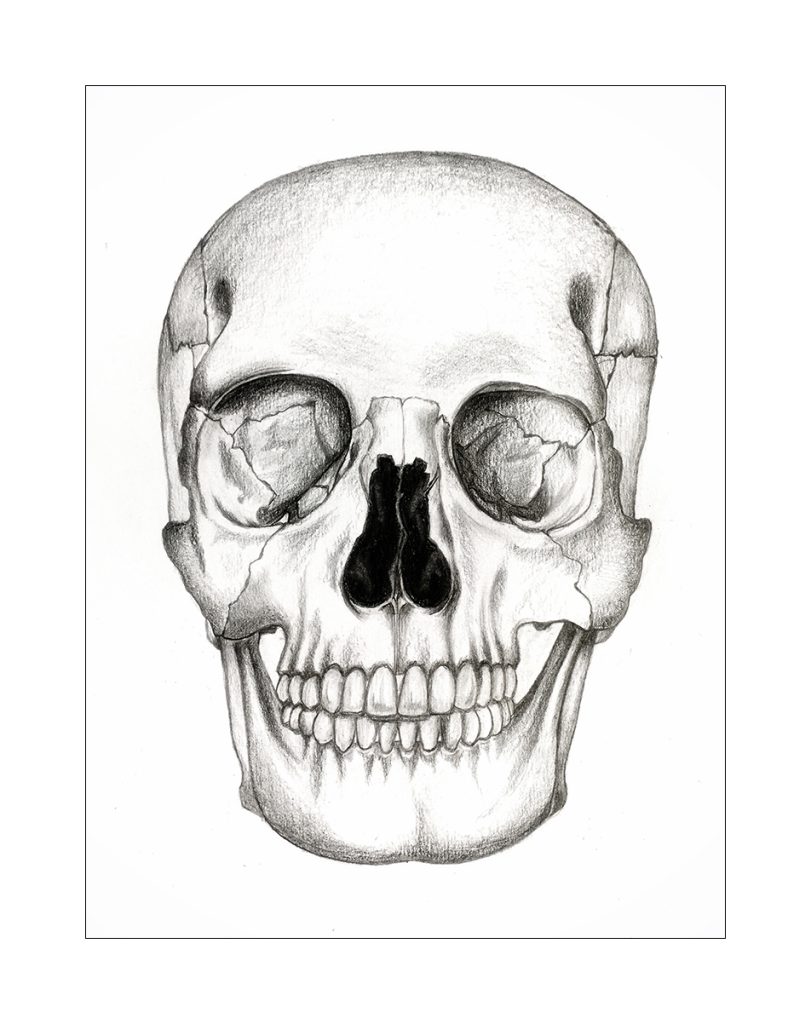 Skull - Pencil Drawing